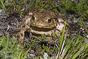 True Toad Species Prints: Common Toad, Bufo Bufo, Common Toad