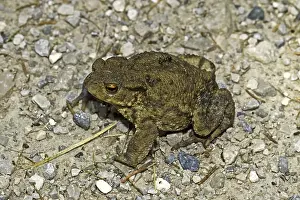 Uninhabited Wildlife Scenes Prints: Common Toad, Bufo Bufo, Common Toad