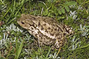 True Toad Species Prints: Common Toad, Bufo Bufo, Common Toad