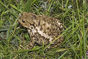 True Toad Species Prints: Common Toad, Bufo Bufo, Common Toad