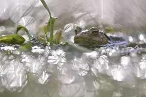 Animal Behaviour Europe Prints: Common toad (Bufo bufo) in forest pond