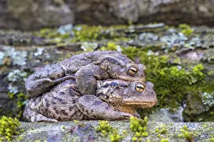 Wildlife Photography Austria Prints: Common toad (Bufo bufo), mating