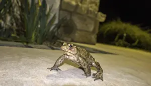 European Toad Prints: Common toad (Bufo bufo) at night on a terrace