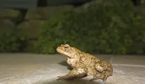 European Toad Prints: Common toad (Bufo bufo) at night on a terrace