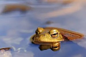 Germany Rural Landscape Photography Prints: Common toad (Bufo bufo) reflected in water