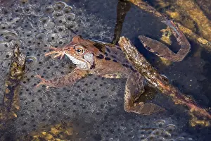 European Toad Habitat Prints: Common toad (Bufo bufo) sitting in the water on spawn