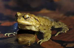 European Common Frog Prints: Common Toad (Bufo bufo) on spawning grounds