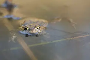 Bufo Bufo Reproduction Prints: Common toad (Bufo bufo) with spawning lines in the water