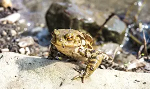 Common Toad Germany Prints: Common toad (Bufo bufo) on stone