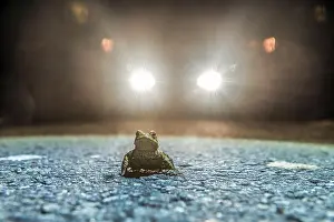 Common toad (Bufo Bufo) during toad migration at night in the spotlight