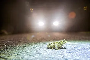Lower Saxony Nature Reserves Prints: Common toad (Bufo Bufo) during toad migration at night in the spotlight