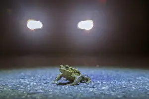 Common toad (Bufo Bufo) during toad migration at night in the spotlight