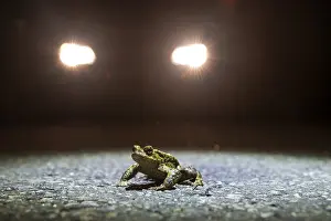 Central Europe Environmental Conservation Prints: Common toad (Bufo Bufo) during toad migration at night in the spotlight