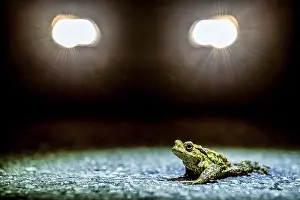 Common Toad Migration Print, Lower Saxony, Germany