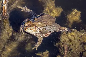 Common Toad Mating Prints: Common toad (Bufo bufo) in water