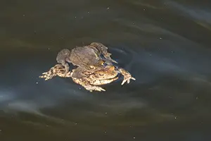 Wetland Biotope Photography Prints: Common toad (Bufo bufo) in water