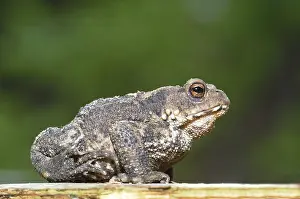 True Toad Species Prints: Common Toad or European Toad (Bufo bufo)