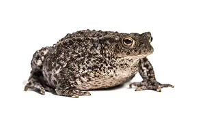 European Toad Prints: Common toad, European toad, or simply the toad