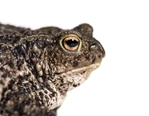 European Toad Prints: Common toad, European toad, or simply the toad