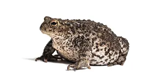 European Toad Prints: Common toad, European toad, or simply the toad