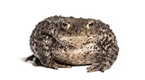 European Toad Prints: Common toad, European toad, or simply the toad