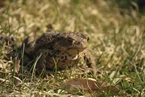 European Toad Habitat Prints: A common toad on grass