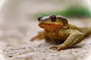 Wild Animals In Nature Prints: Common toad resting on sandy ground