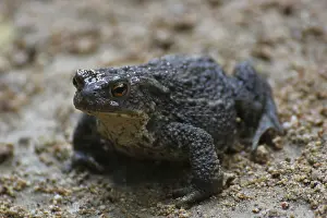 Batrachian Wildlife Prints: A common toad on sandy ground