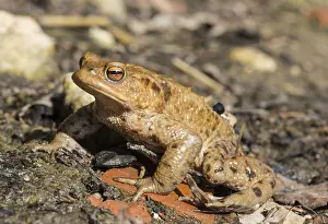 Southern Germany Wildlife Scene Prints: Common toads (Bufo bufo), mating at water