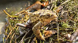 Nearctic Toad Prints: Common Toads Mating at Water, Print