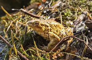 Southern Germany Wildlife Prints: Common toads (Bufo bufo), mating at water