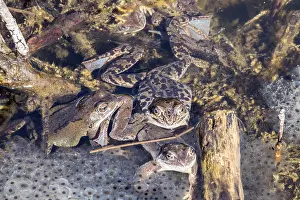 Wetland Biotope Germany Prints: Three common toads (Bufo bufo) sitting in the water on spawn