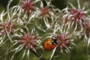 Flowering Plant Species Prints: Common Vine