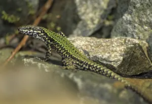 Prints of Common wall lizard, Podarcis muralis, critters, lizards, lizards, FFH, reptiles, lizards, males, reptilia, reptiles Lacertid Prints: Common Wall Lizard Print, Podarcis muralis