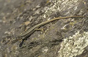 Podarcis Muralis Prints: Common wall lizard, Podarcis muralis