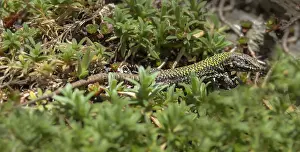 Framed Print : Common Wall Lizard Print Framed Print : Common Wall Lizard Print