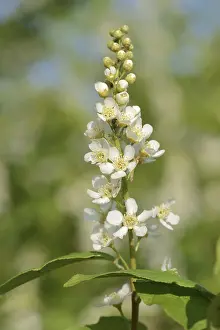 Fruit Tree Blossom Prints: Common weeping cherry (Prunus padus)