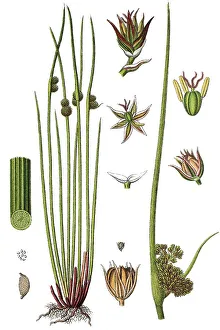 Compact Rush Print, 1876 Chromolithograph