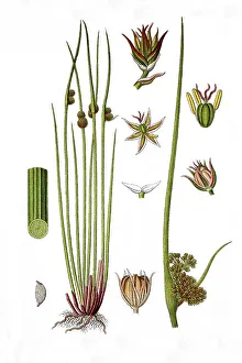 Compact rush (Juncus conglomeratus)