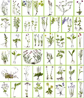 Bavaria Plants Prints: Compilation of wild plants on a white background