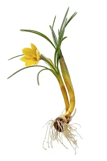 Plain Colored Background Photos Prints: Complete yellow crocus with flower