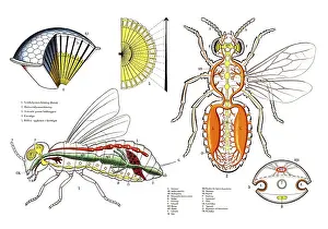 Historical Medical Illustration Prints: Complex anatomy and physiology of a fly