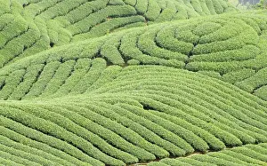 Southeast Asia Farming Prints: Complex landform full of tea trees