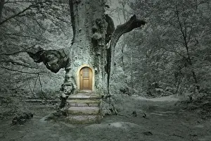 Primeval Forest Scenery Prints: Compose: Treehouse