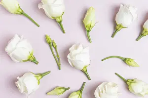 Floral Studio Photography Prints: Composition with beautiful eustoma flowers on ppink background