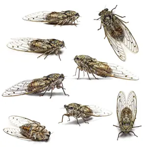 White Background Insects Prints: Composition of many Cicada, isolated on white