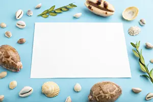 Seashell Still Life Prints: Composition with white paper sheet