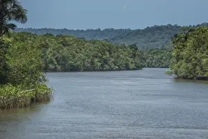 Green Jungle Landscape Prints: Comte river flows through jungle