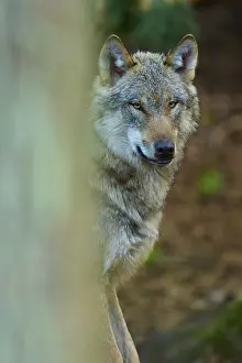 Central European Wildlife Images Prints: A concentrated wolf between trees in a dense forest