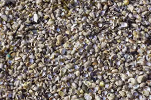 Europe's Deserted Beaches Prints: Empty conch shells, Saint-Cast-le-Guildo